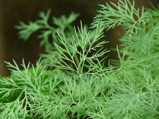 close up dill leaves