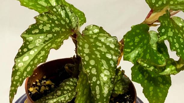 Close-up view of a spotted dragon wing begonia plant also known as a maculata wightii.