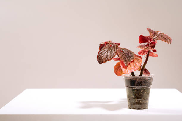 Houseplant Cane-like begonia Maurice Amey, Polka Dot Begonia, tropical foliage nature background. Flower shop concept