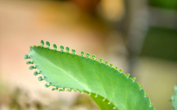 close up green leaves of Kalanchoe plants in nature garden