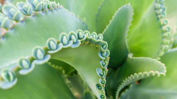 the leaves Kalanchoe daigremontiana. plants mothers of thousands. nature wallpaper