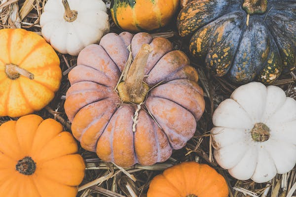 top view of pumpkin patches