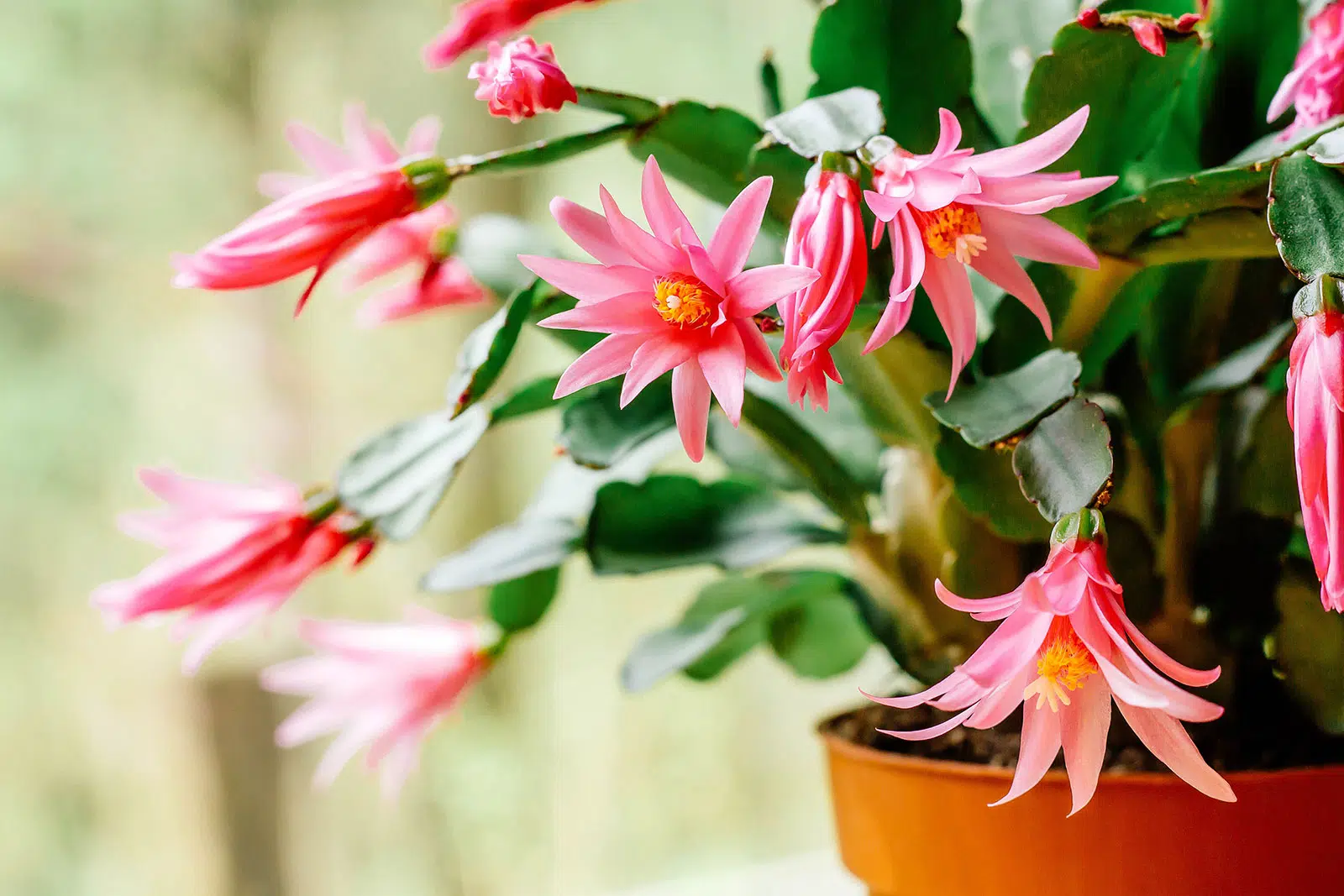 christmas cactus succulent blooming