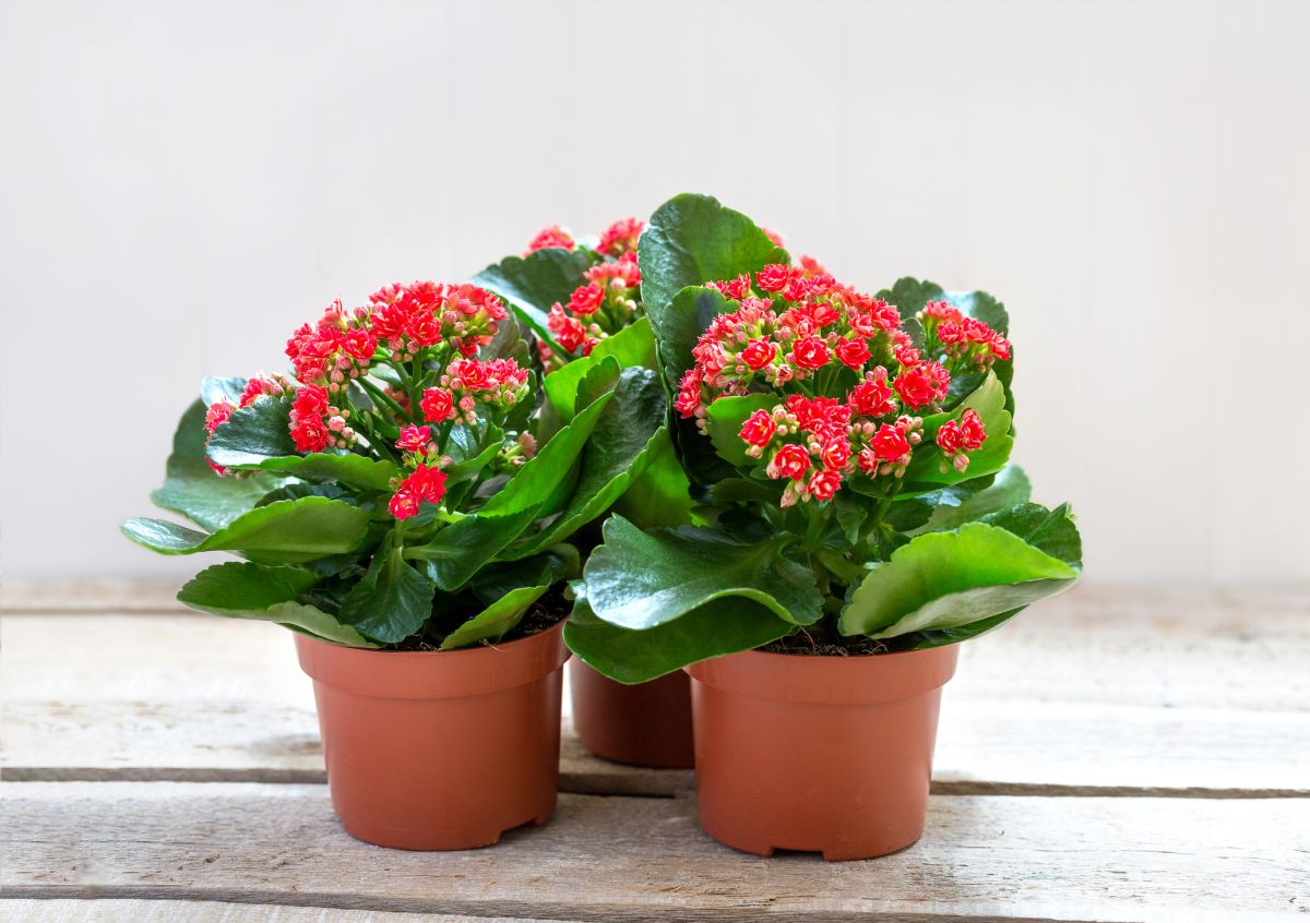Kalanchoe blossfeldiana flowering