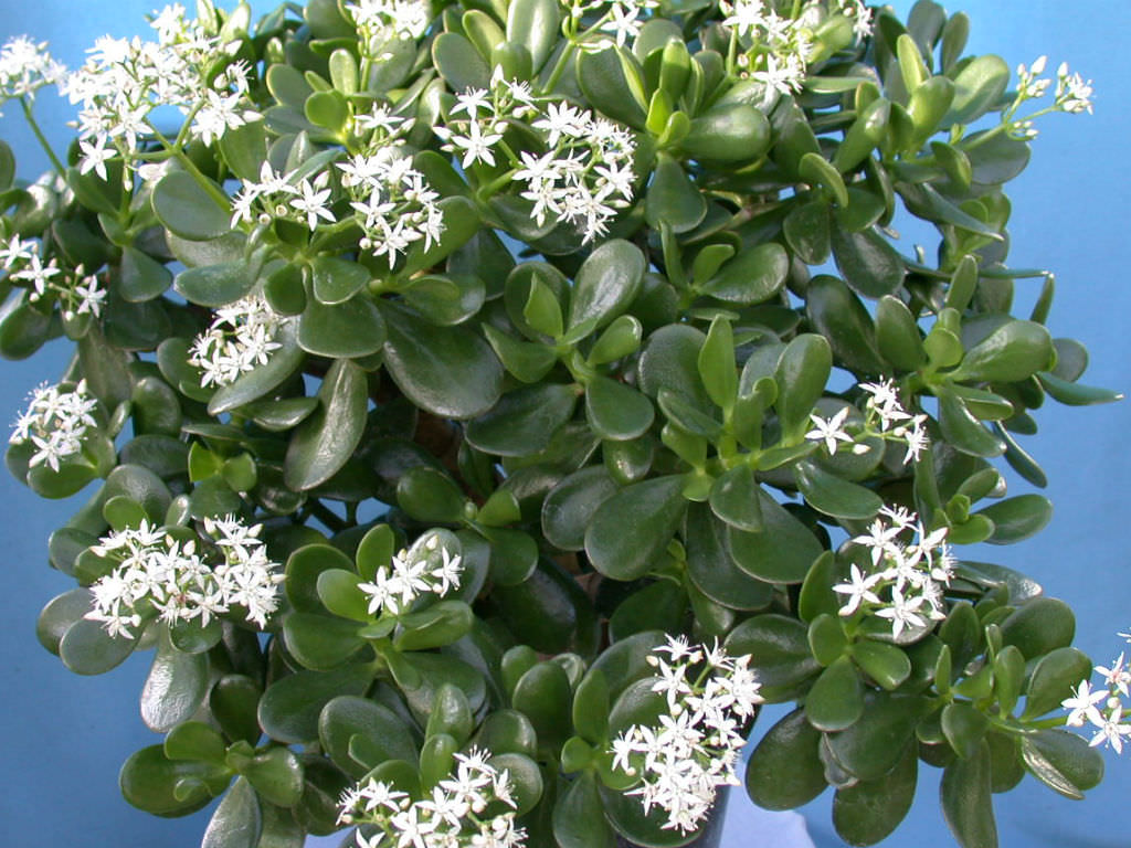 jade plant white flowers