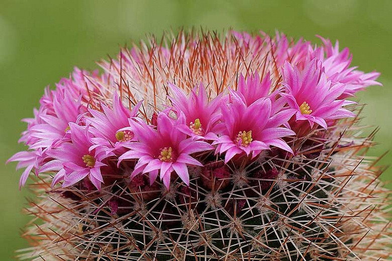Pincushion cactus flowering