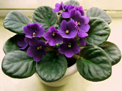 purple flowers from african violet