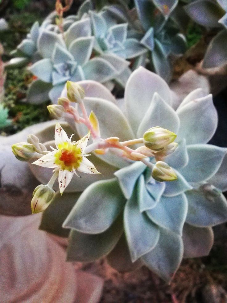 Graptopetalum flowers