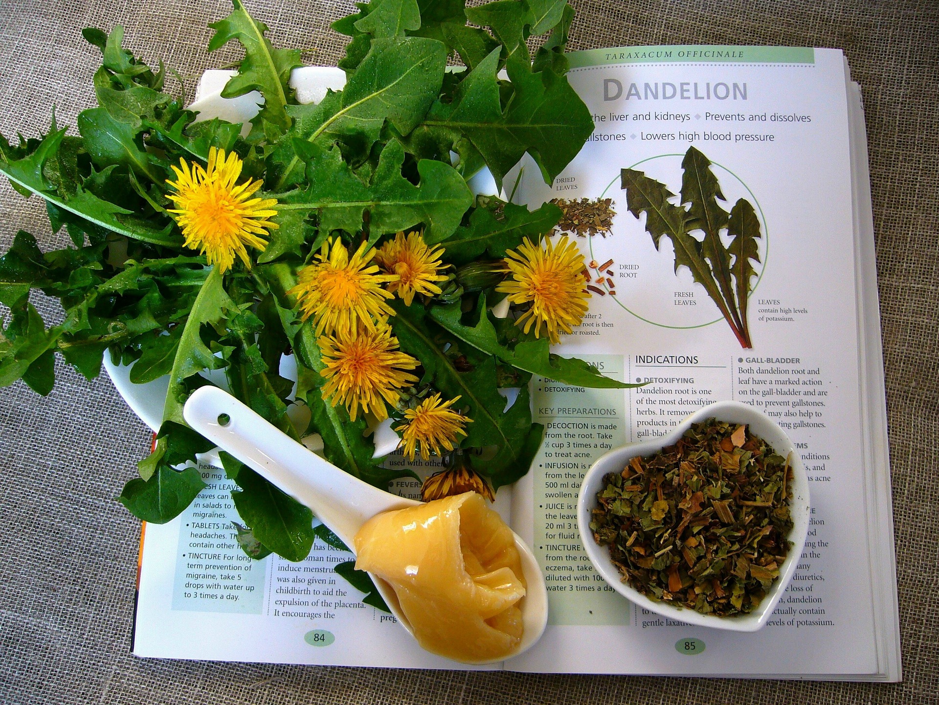 dandelion medicinal plants