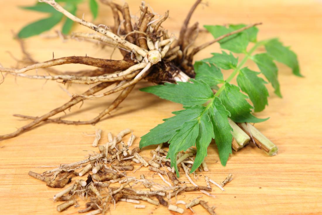 valerian root medicinal plants