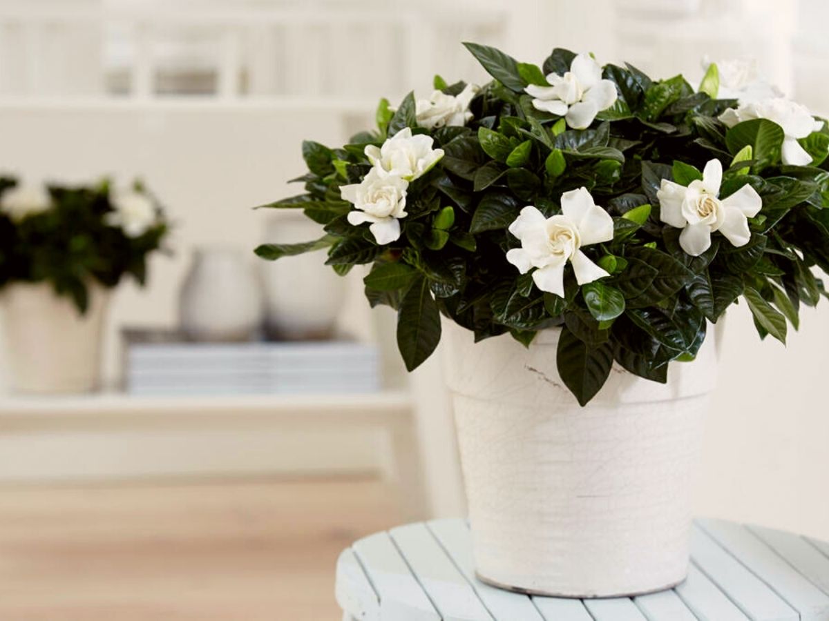gardenia indoor scented plant