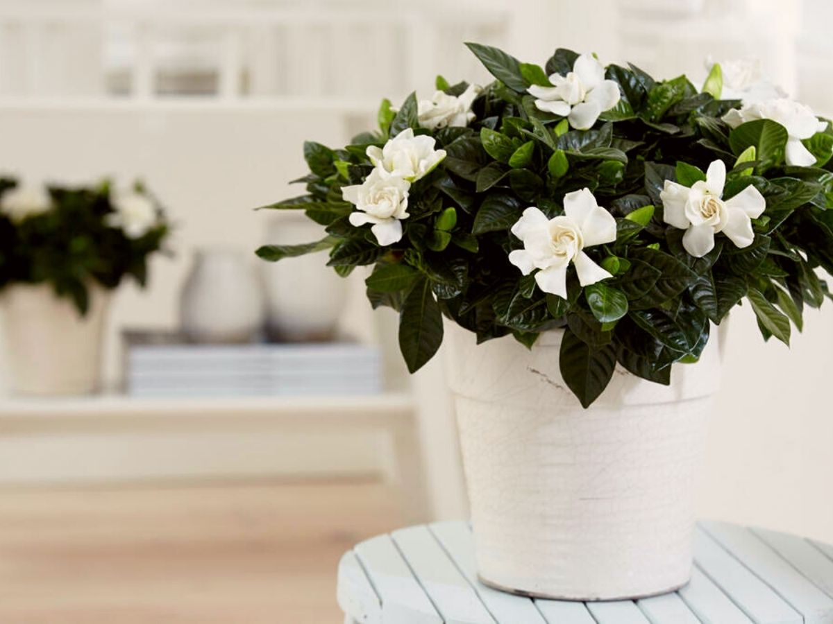 20 Best Smelling Indoor Scented Plants to Grow at Home Plants Spark Joy