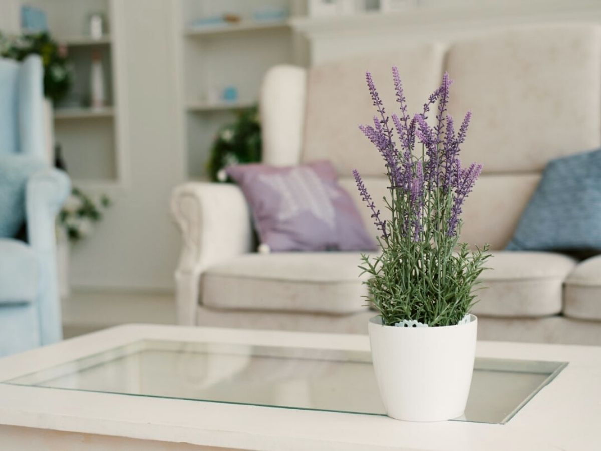 lavender indoor scented plant