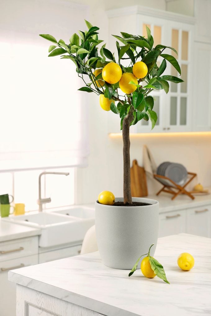 citrus trees indoor scented plant