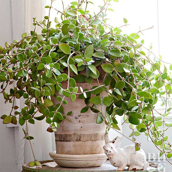 hoya indoor scented plant