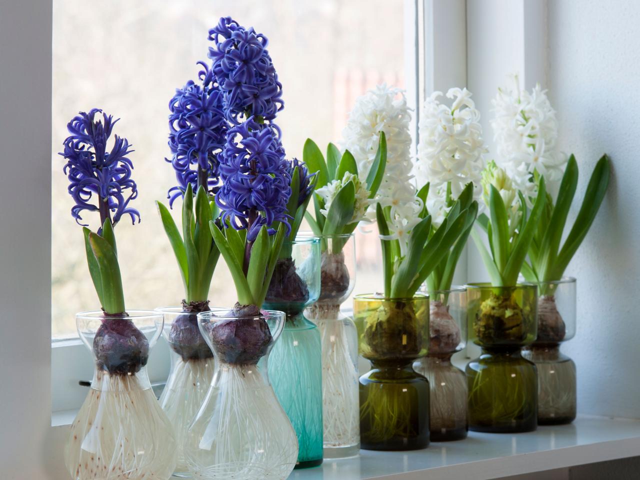 hyacinth indoor scented plant