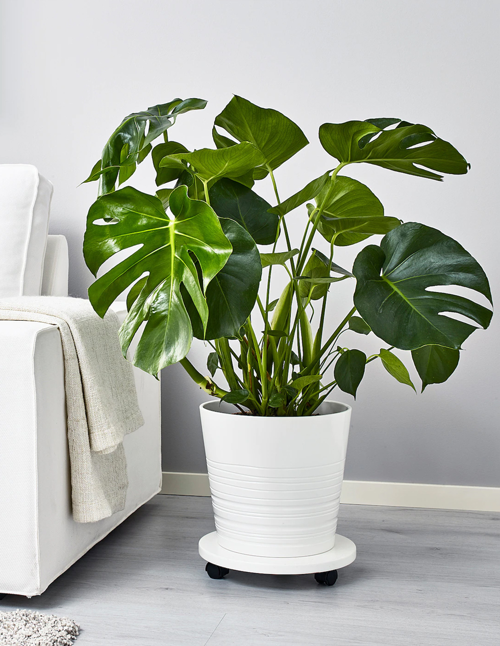 monstera deliciosa plant by couch