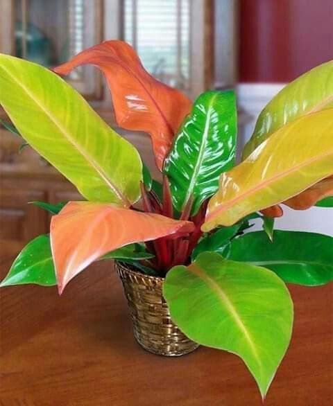 philodendron prince of orange plant