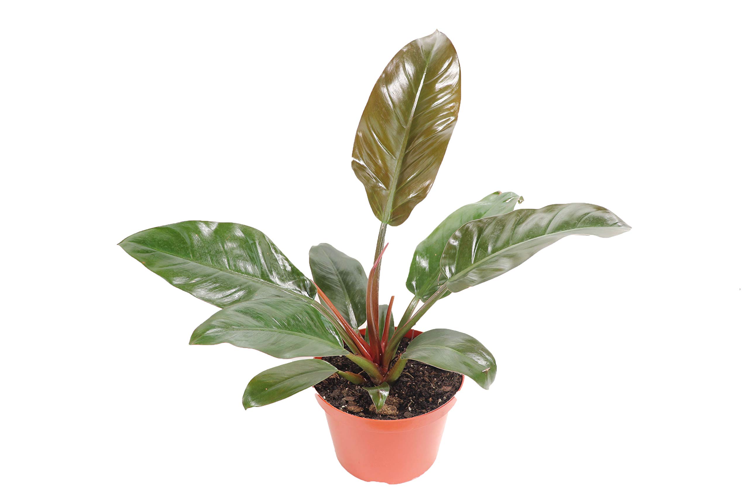 philodendron plant imperial red