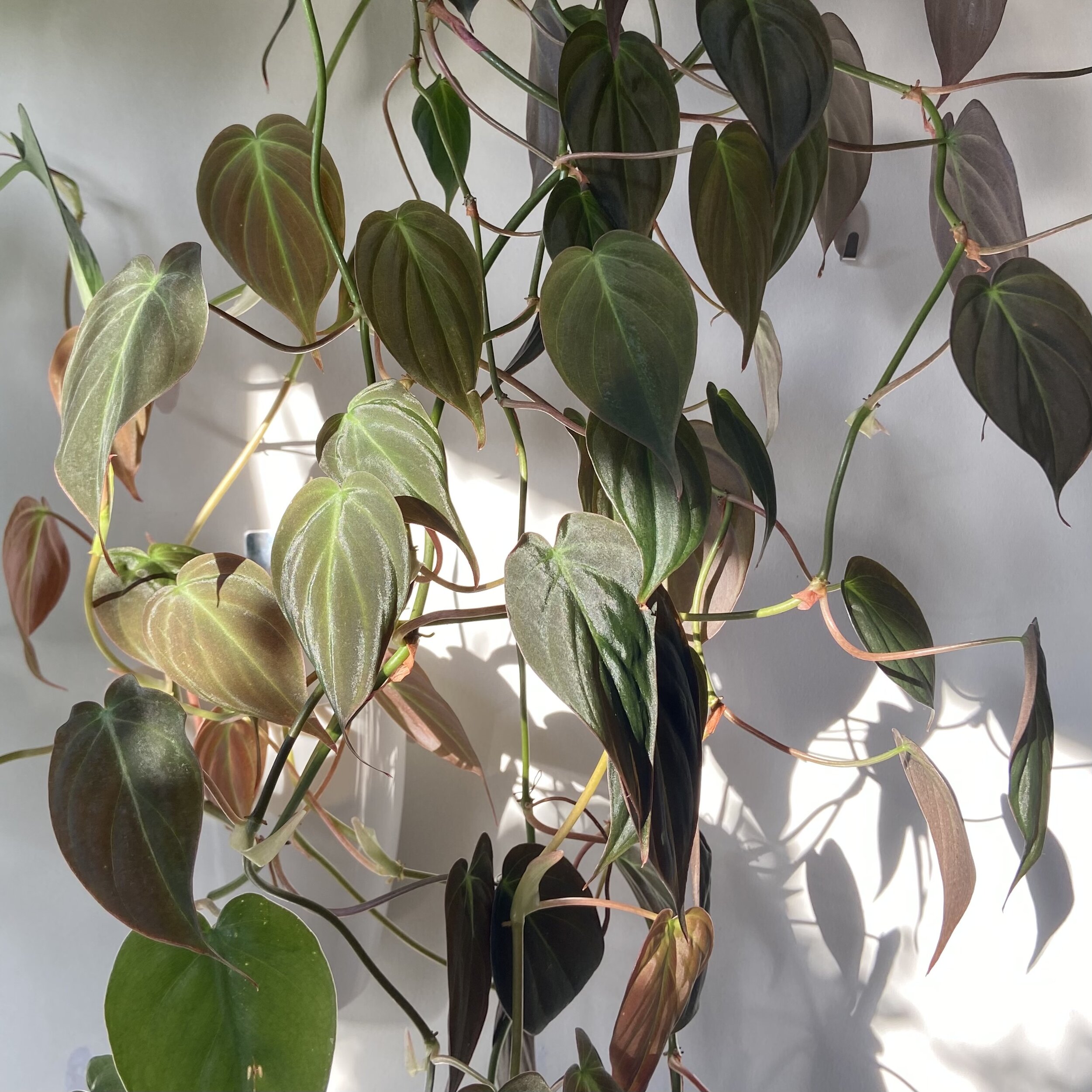 philodendron plant micans