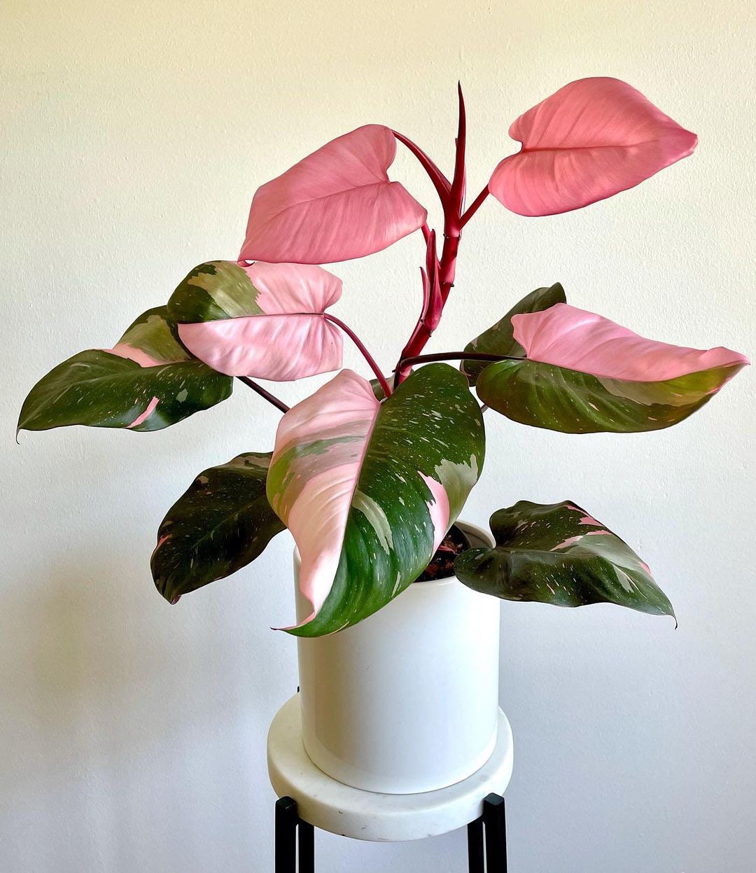 philodendron plant pink princess