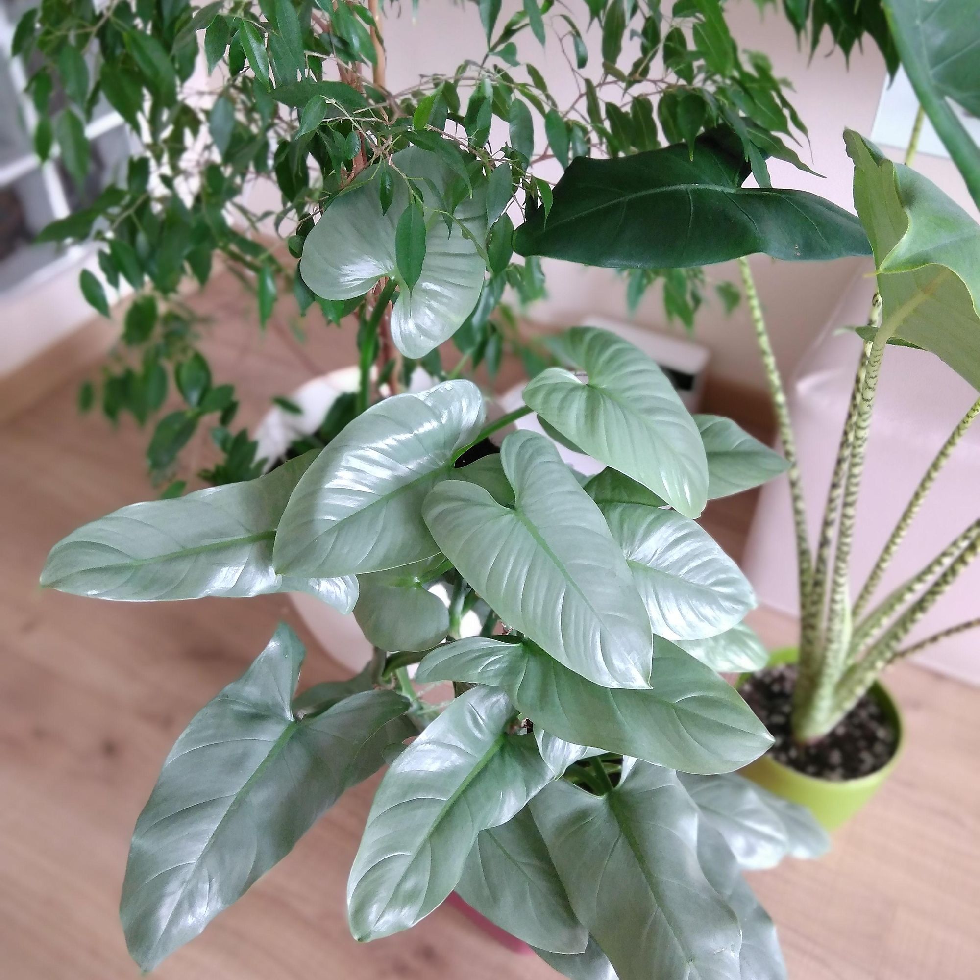philodendron plant silver sword