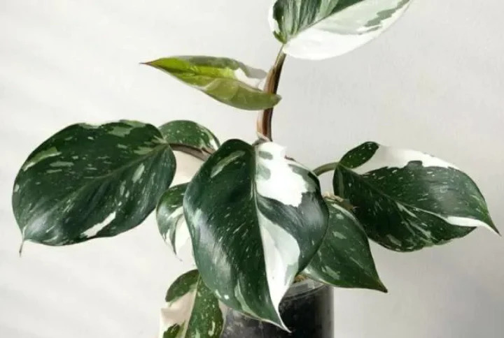 philodendron plant white knight