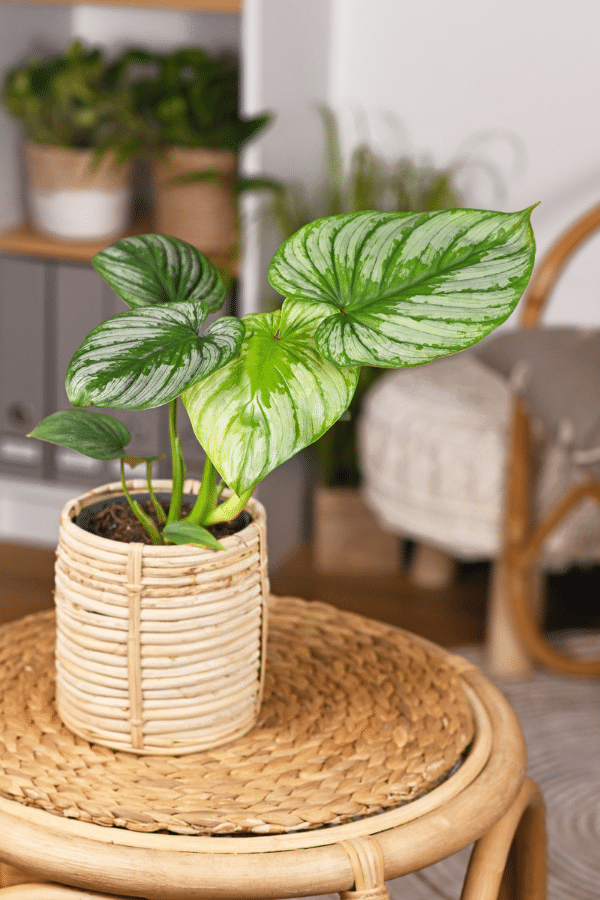philodendron plant mamei