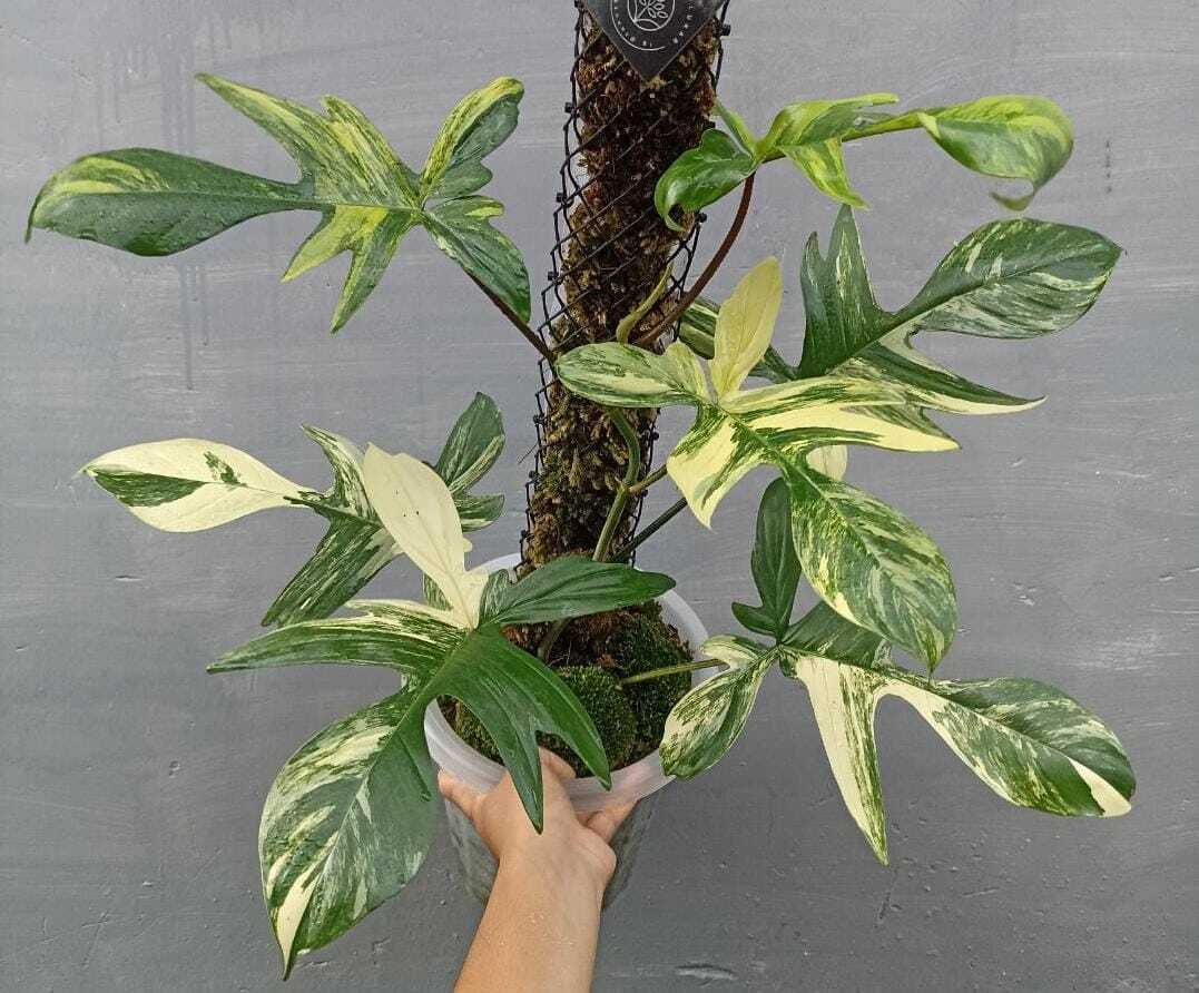 philodendron plant florida beauty