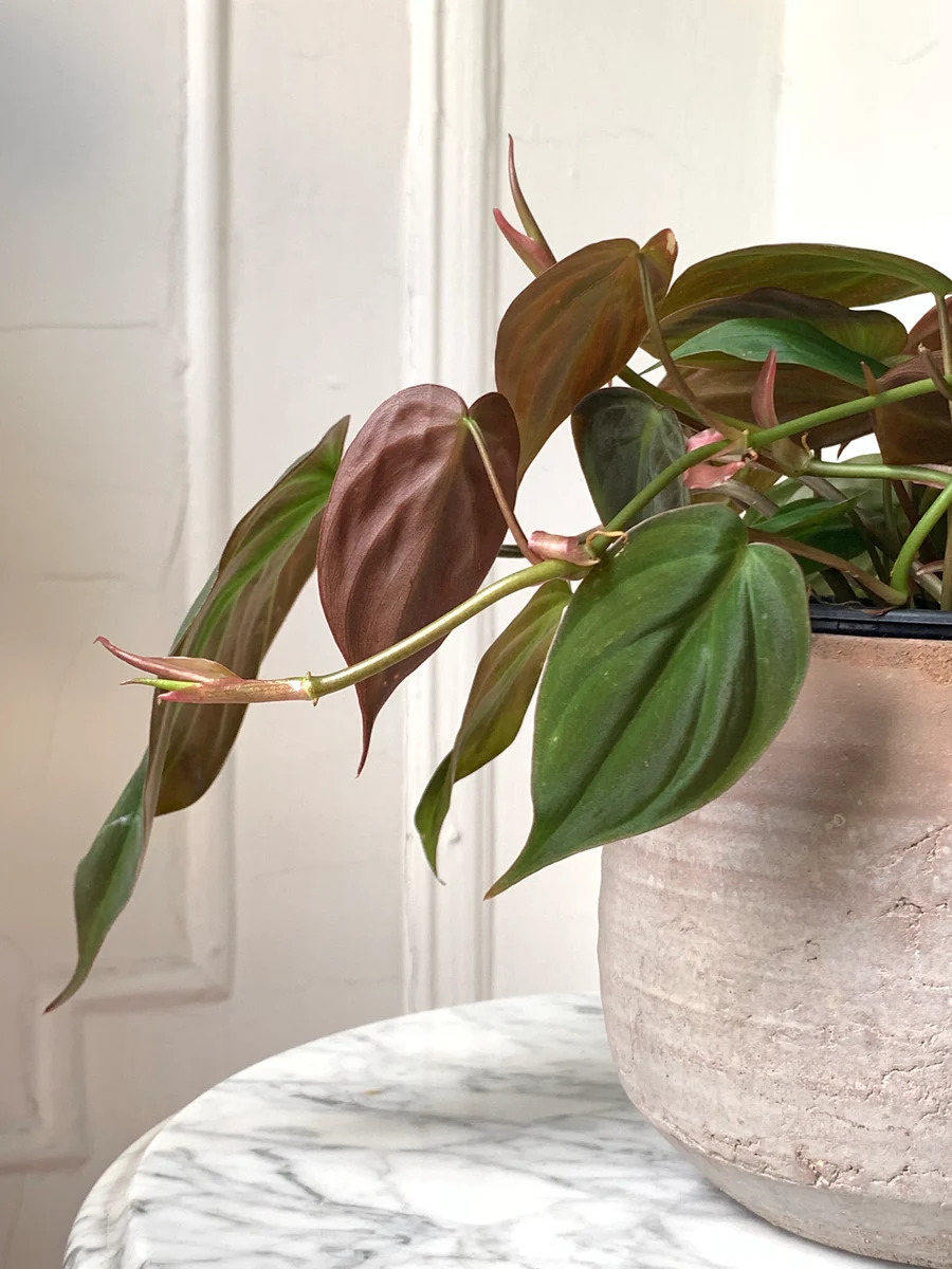 philodendron plant velvet