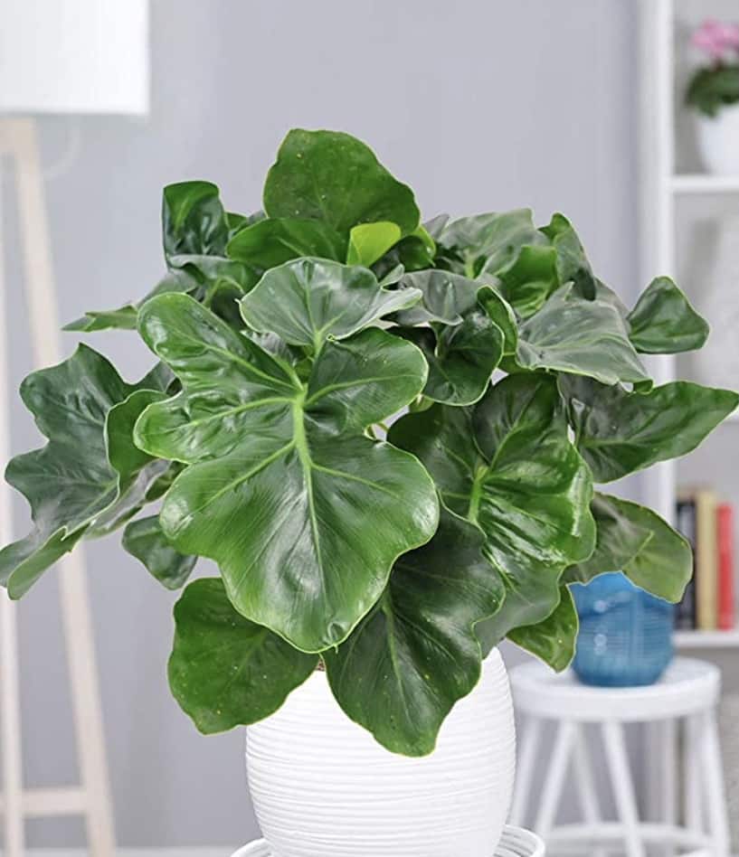 philodendron plant atom