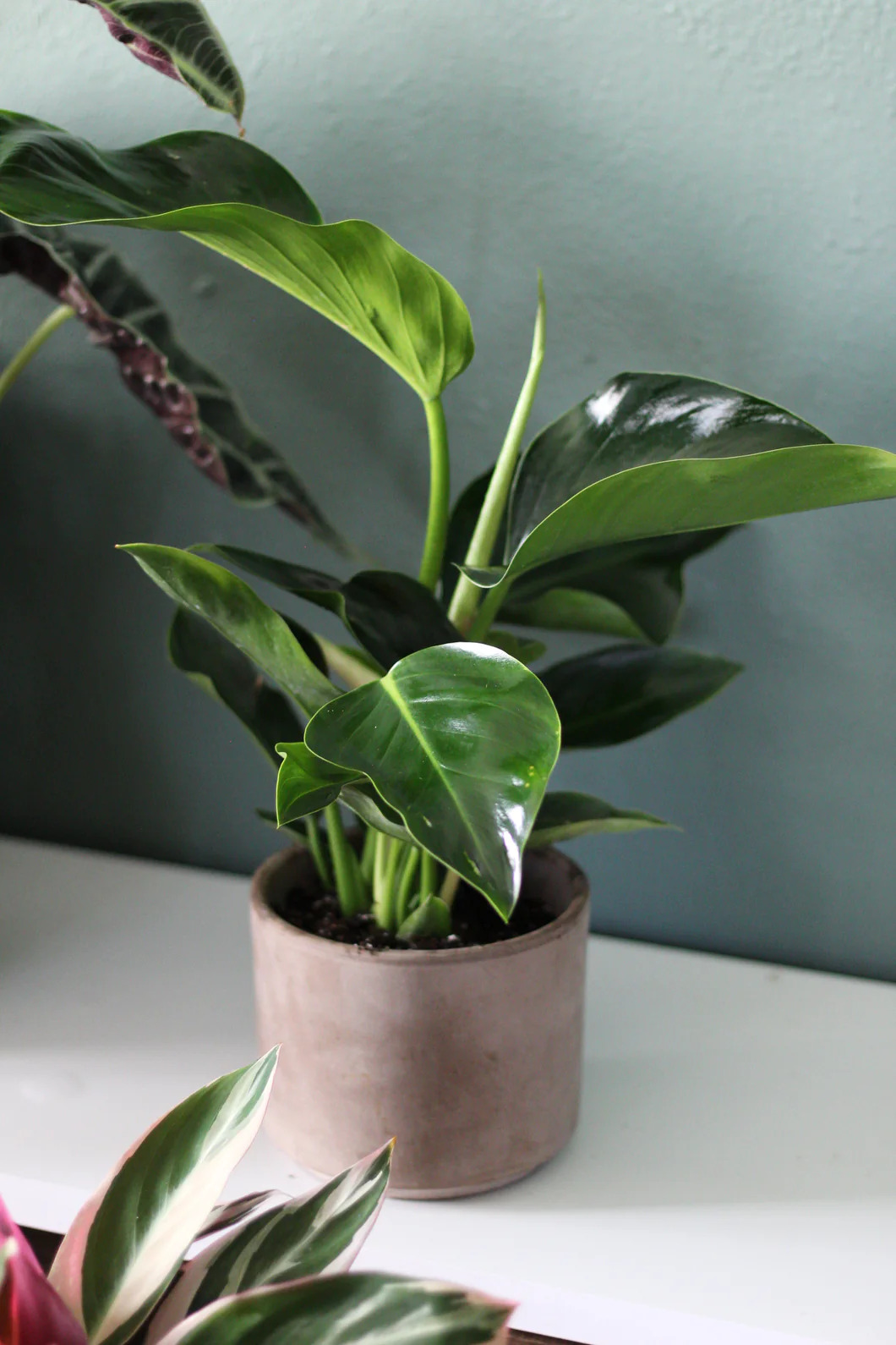 philodendron plant green congo