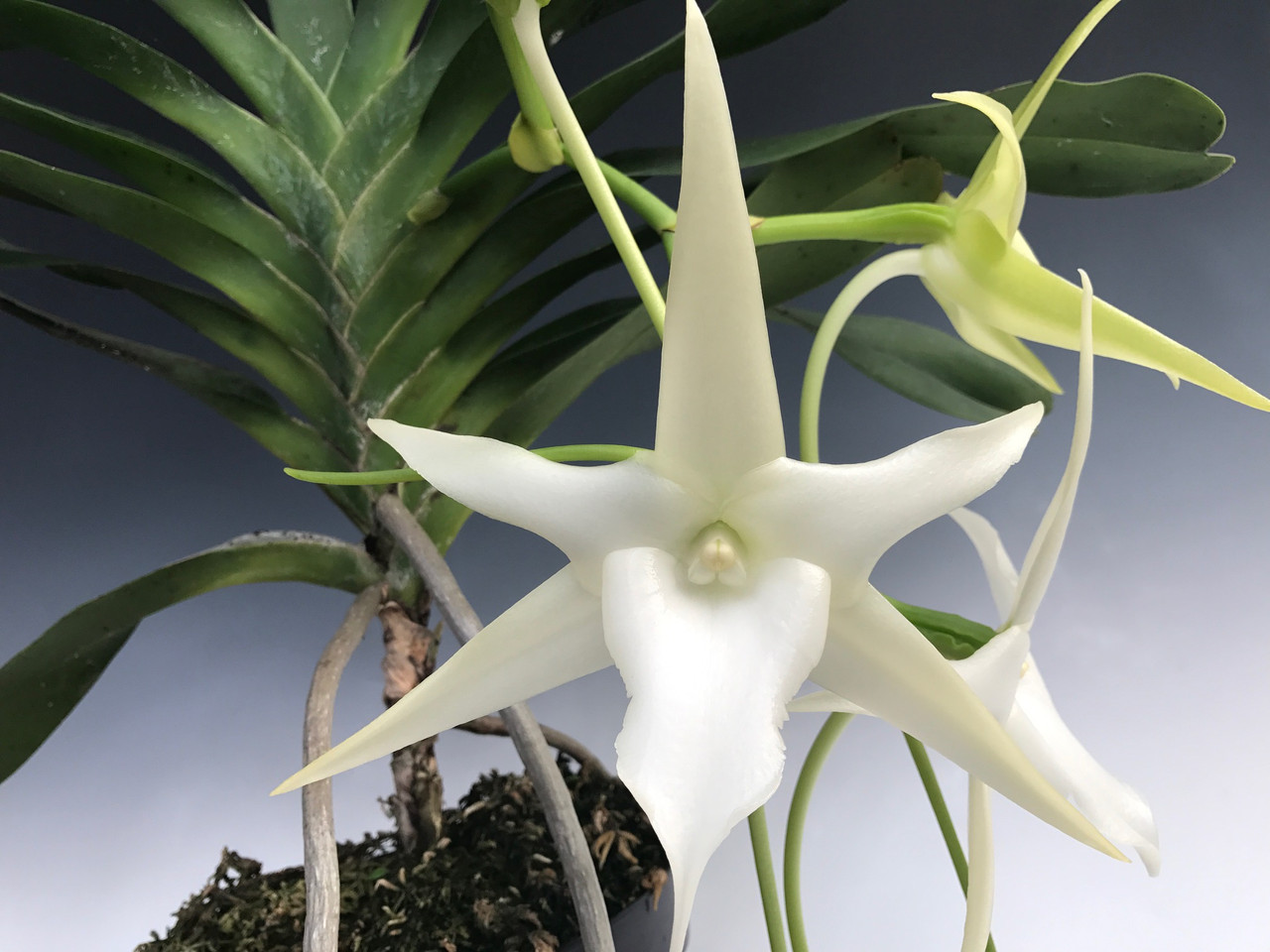 Angraecum Orchid
