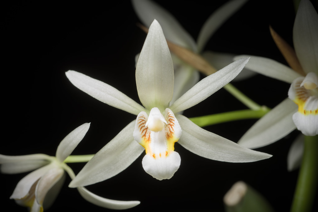 Coelogyne Orchid