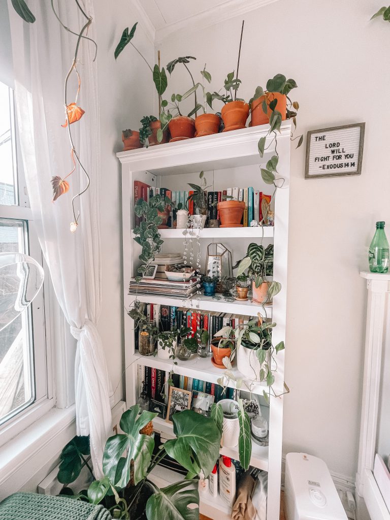 book shelf full of plants