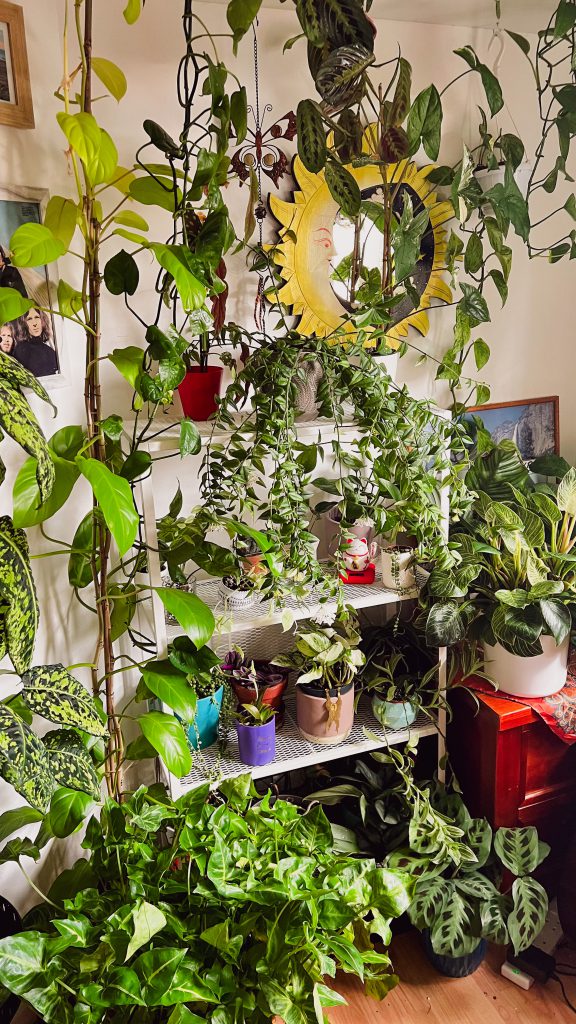 stacy's houseplant collection